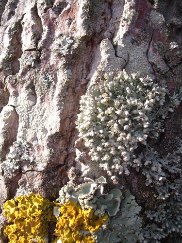 Atkilioji žiauberė nuotrauka