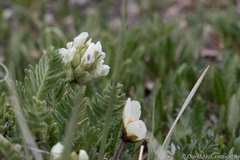 Oxytropis borealis