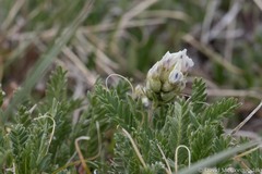Oxytropis borealis