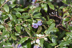 Vaccinium boreale