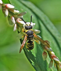 Euodynerus foraminatus