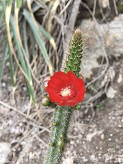 Corryocactus erectus