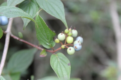 Cornus excelsa