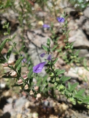Scutellaria antirrhinoides