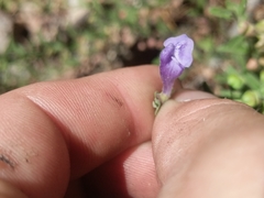 Scutellaria antirrhinoides