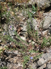 Scutellaria antirrhinoides