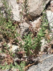 Scutellaria antirrhinoides