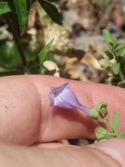 Scutellaria antirrhinoides