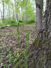 Poa angustifolia