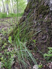 Poa angustifolia