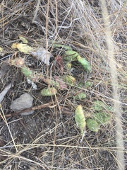 Opuntia fragilis