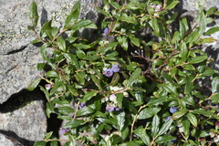 Vaccinium boreale