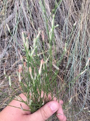 Stephanomeria tenuifolia