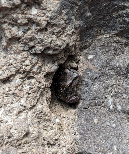 iNaturalist observation 2020-07-28