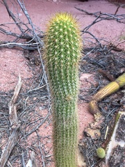 Trichocereus angelesiae