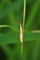 Protenor belfragei