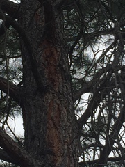 Sitta carolinensis