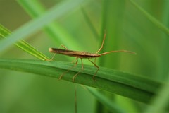 Protenor belfragei