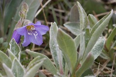 Polemonium boreale