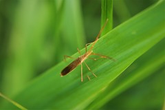 Protenor belfragei