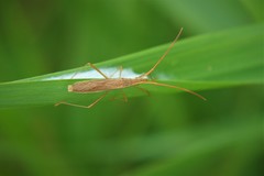 Protenor belfragei