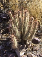 Austrocylindropuntia shaferi
