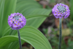 Primula denticulata sinodenticulata