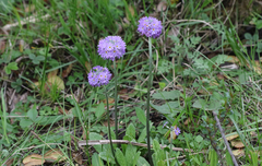 Primula denticulata sinodenticulata