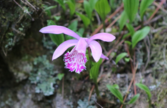 Pleione bulbocodioides
