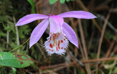 Pleione limprichtii