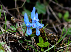 Corydalis pachycentra