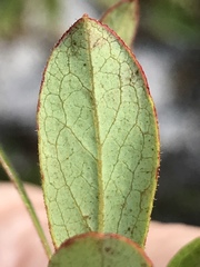 Vaccinium tenellum