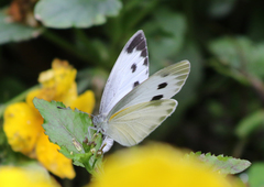 Pieris canidia