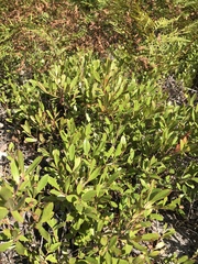 Vaccinium tenellum