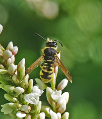 Euodynerus foraminatus
