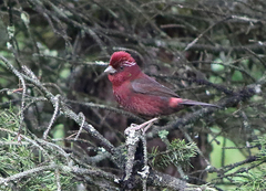 Carpodacus vinaceus