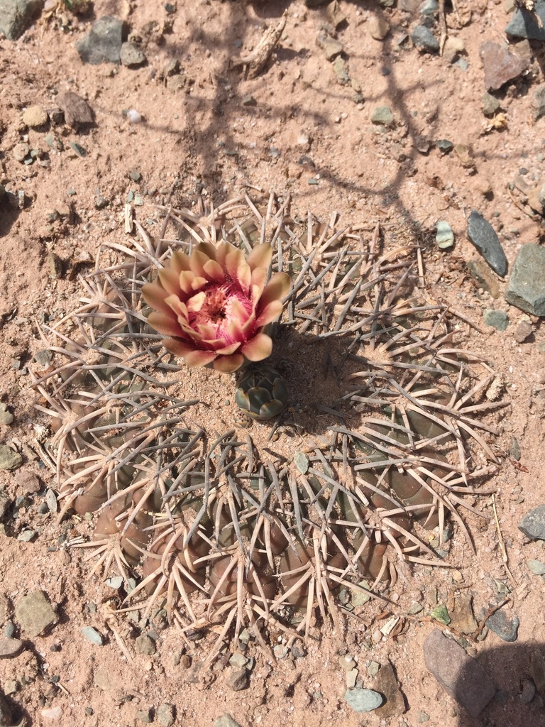 Gymnocalycium spegazzinii
