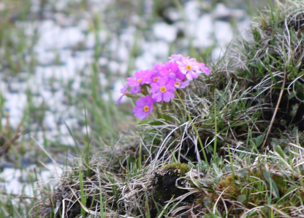 Primula fasciculata