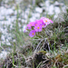 Primula fasciculata - Photo (c) Jonathan M, some rights reserved (CC BY-NC), uploaded by Jonathan M