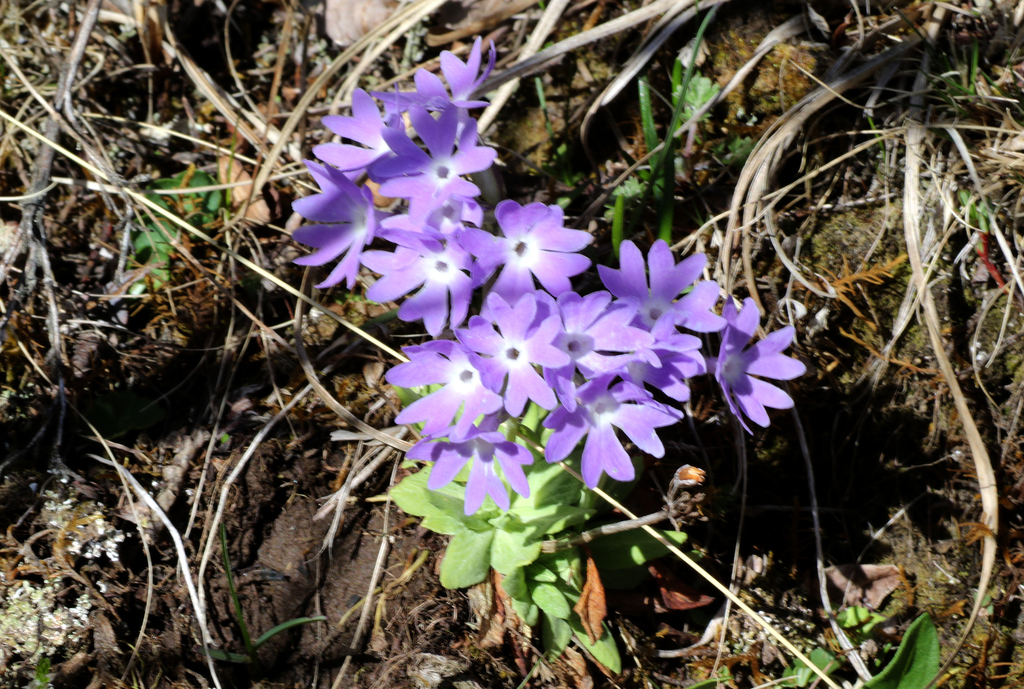 Primula stenocalyx