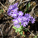 Primula stenocalyx - Photo (c) Jonathan M, some rights reserved (CC BY-NC), uploaded by Jonathan M