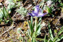 Iris goniocarpa
