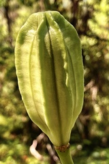 Lilium humboldtii