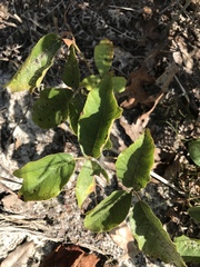 Toxicodendron pubescens