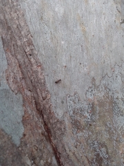 Opisthopsis