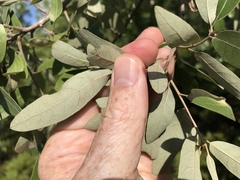 Quercus incana