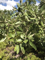 Quercus incana