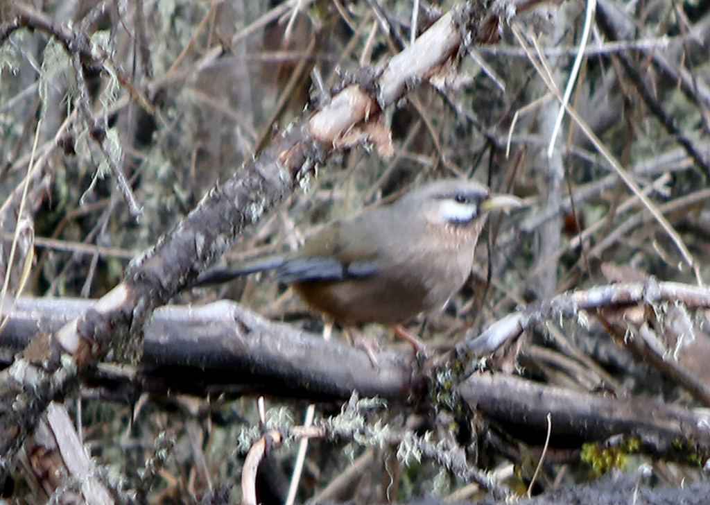 Snowy-cheeked Laughingthrush (Ianthocincla sukatschewi) photo