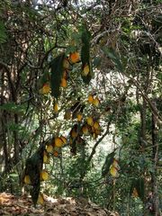 Delias descombesi