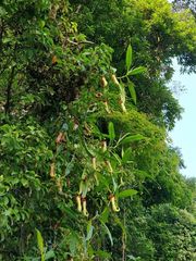 Nepenthes khasiana
